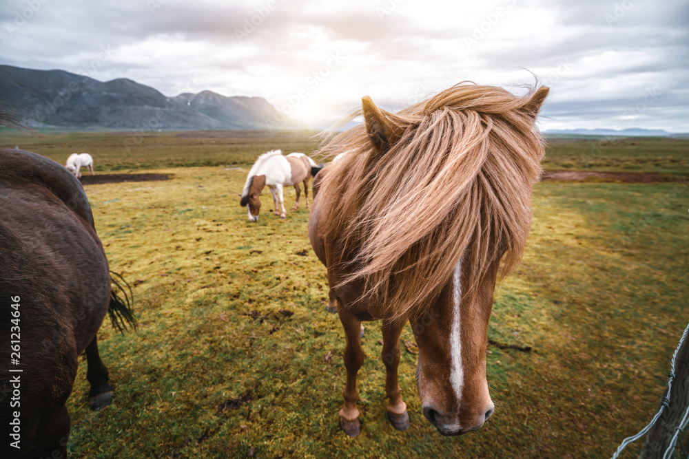 Icelandic horse in the field of scenic nature landscape of Iceland. The Icelandic horse is a breed o