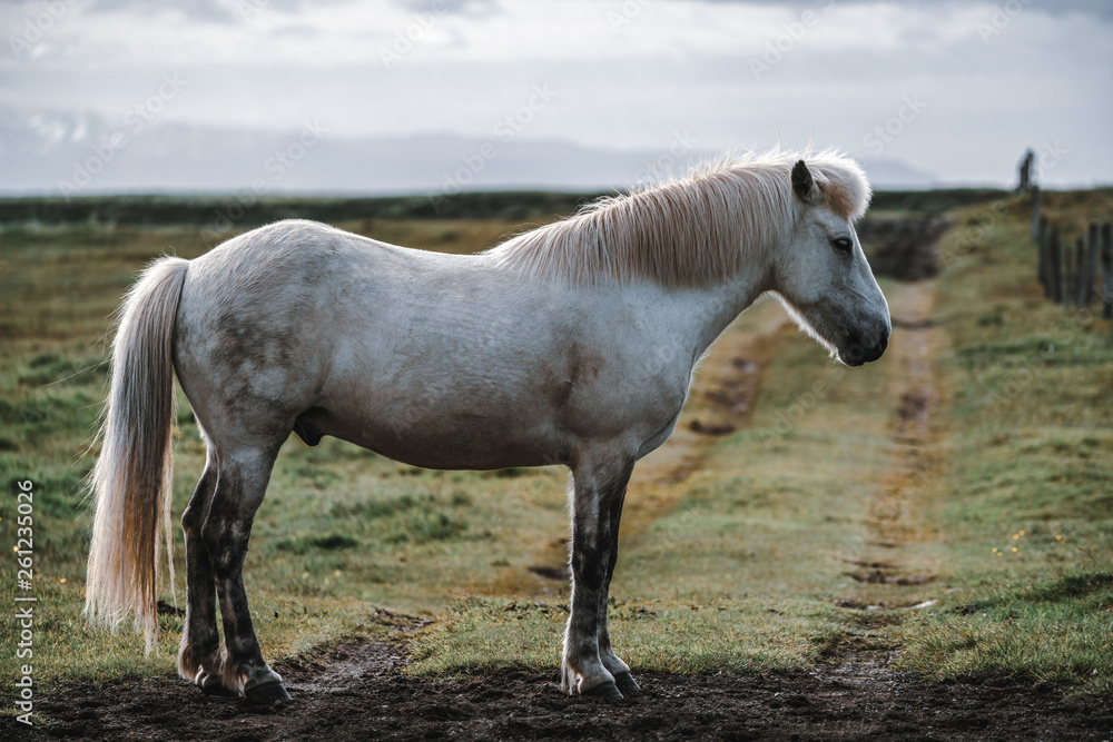 Icelandic horse in the field of scenic nature landscape of Iceland. The Icelandic horse is a breed o