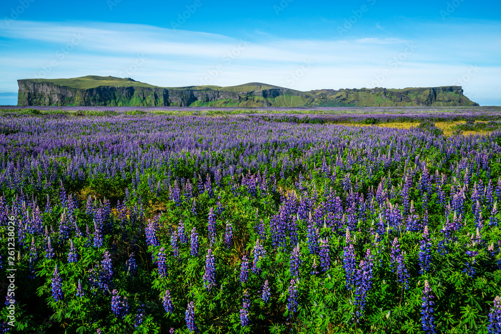 Lupine flowers field in Vik Iceland. Large landscape of Alaskan lupin.