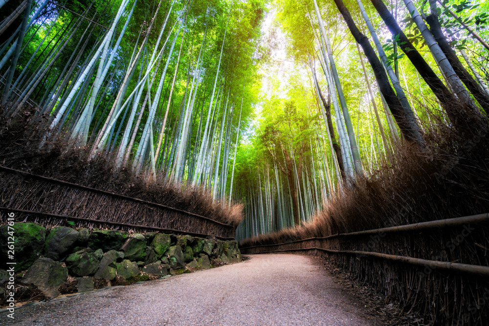 Arashiyama Bamboo Forest famous place in Kyoto Japan. - The Arashiyama Bamboo Grove is one of Kyoto’