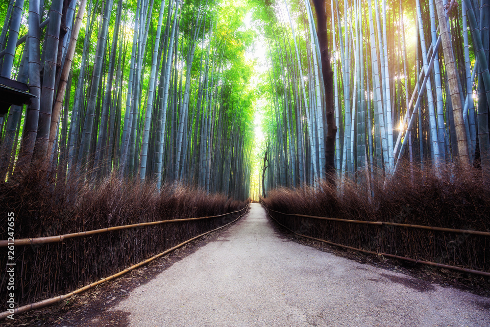 Arashiyama Bamboo Forest famous place in Kyoto Japan. - The Arashiyama Bamboo Grove is one of Kyoto’