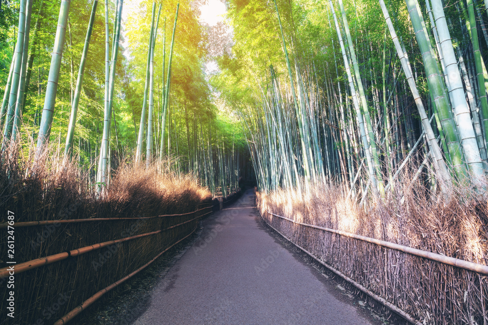 Arashiyama Bamboo Forest famous place in Kyoto Japan. - The Arashiyama Bamboo Grove is one of Kyoto’