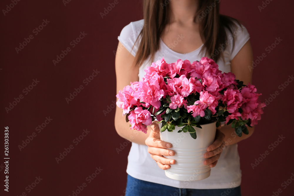 Woman holding pot with beautiful blooming azalea on dark background