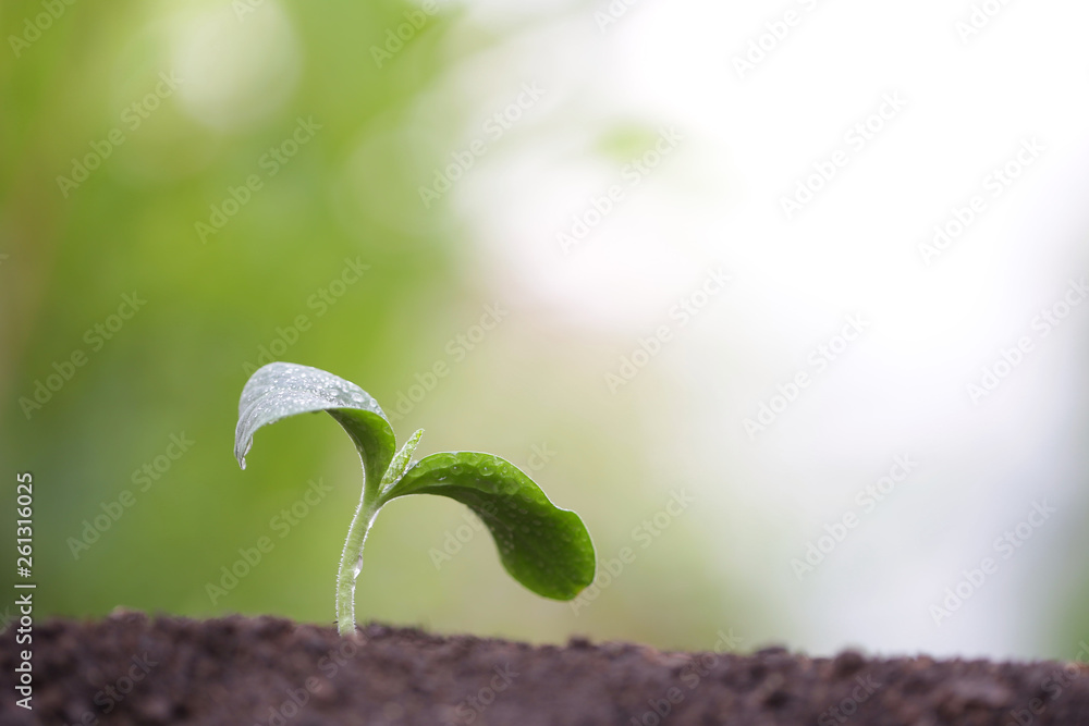 Young green planting with water drop dew