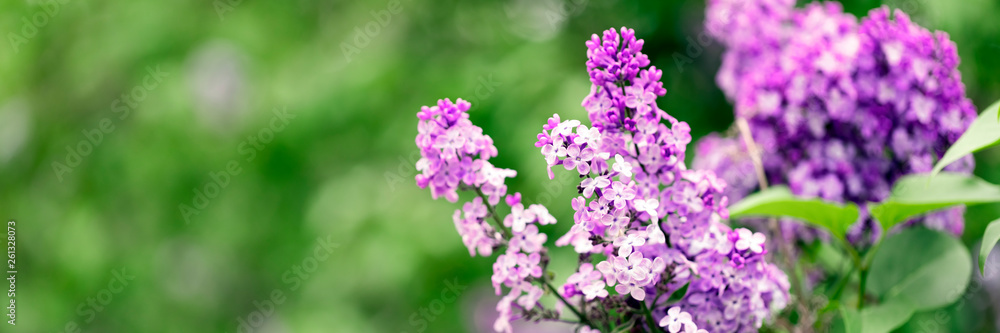 Purple lilac flowers on a green background