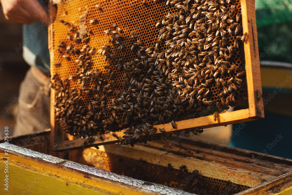 Bee hive detail. Beekeeper is working with bees and beehives on the apiary