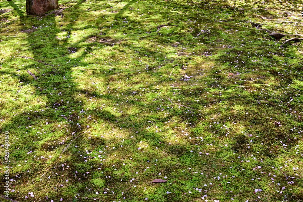 庭園の苔と桜の花びら