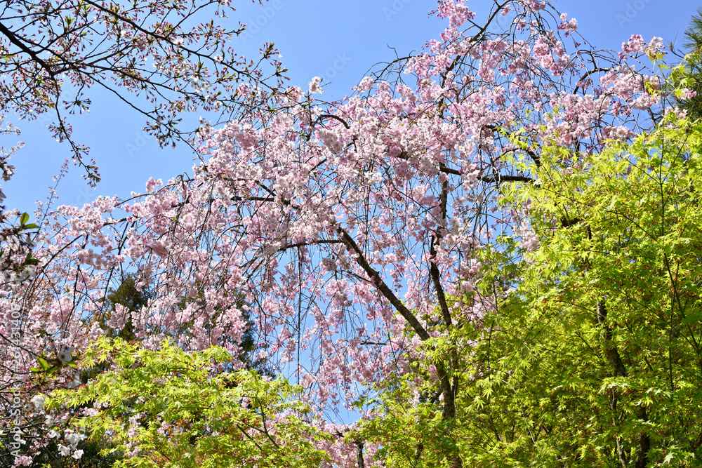 枝垂れ桜