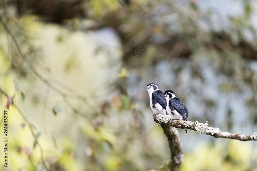 pied falconet