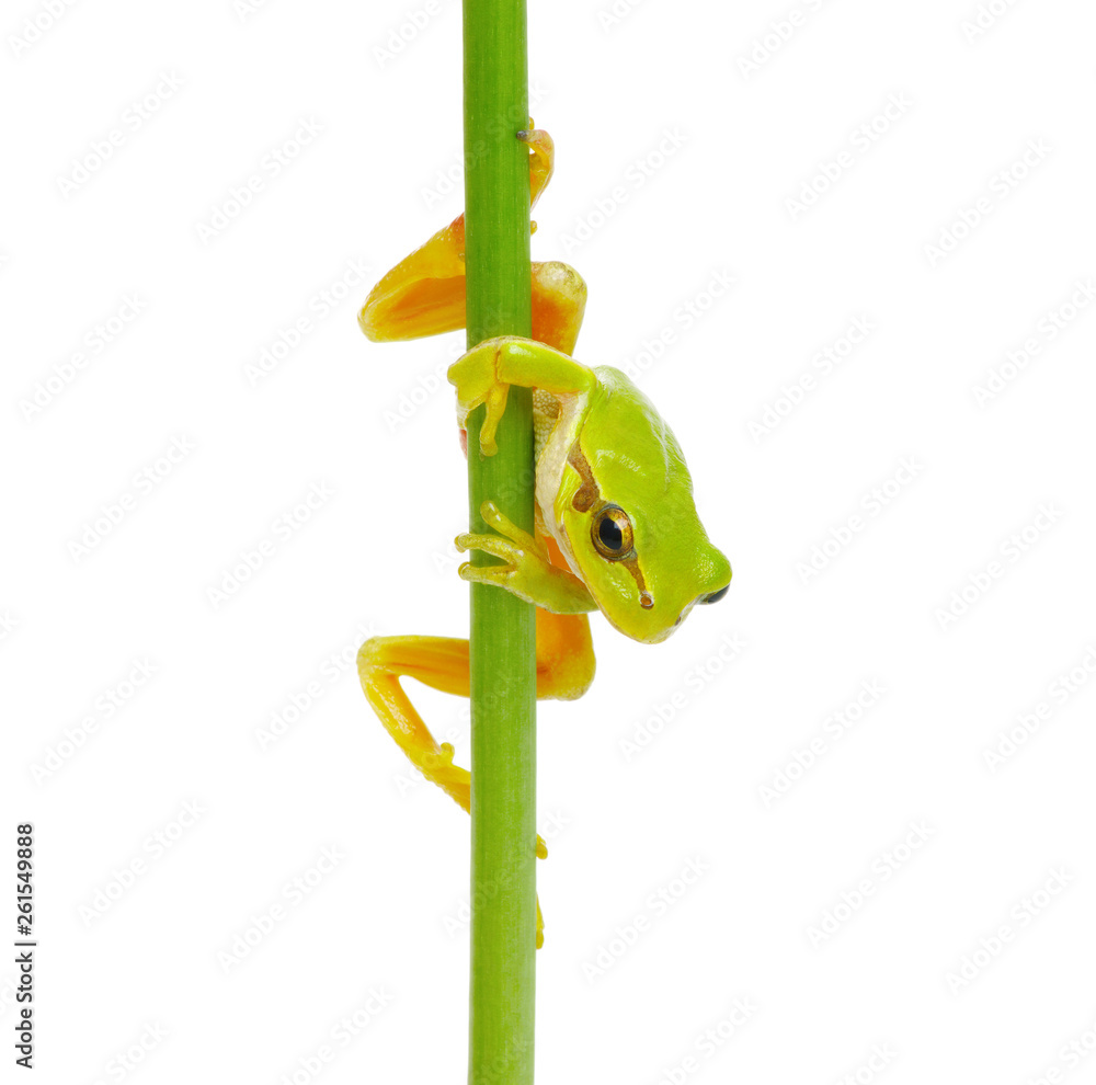 Tree frog on a plant