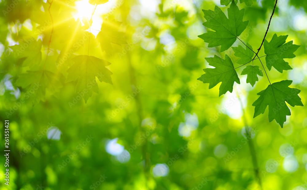 Green leaves and sun