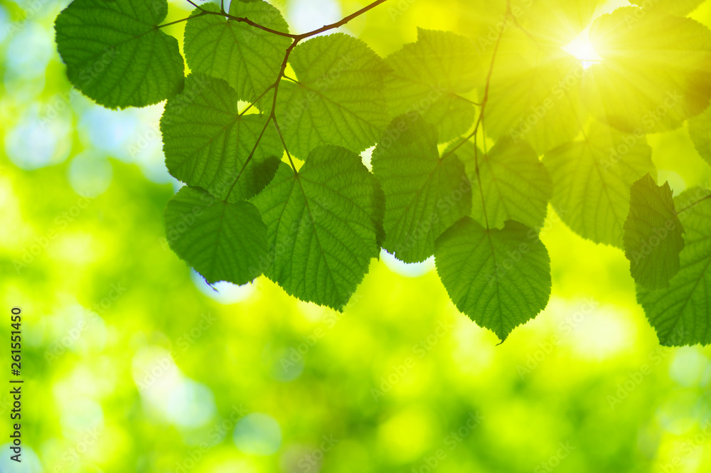  Green leaves on the sun.