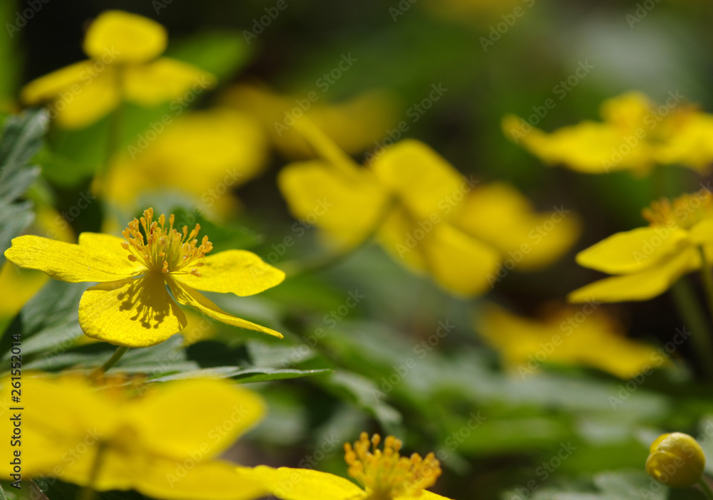 field of spring flowers