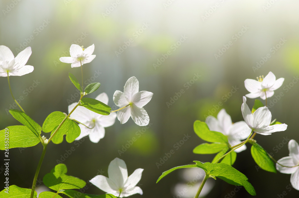 field of spring flowers