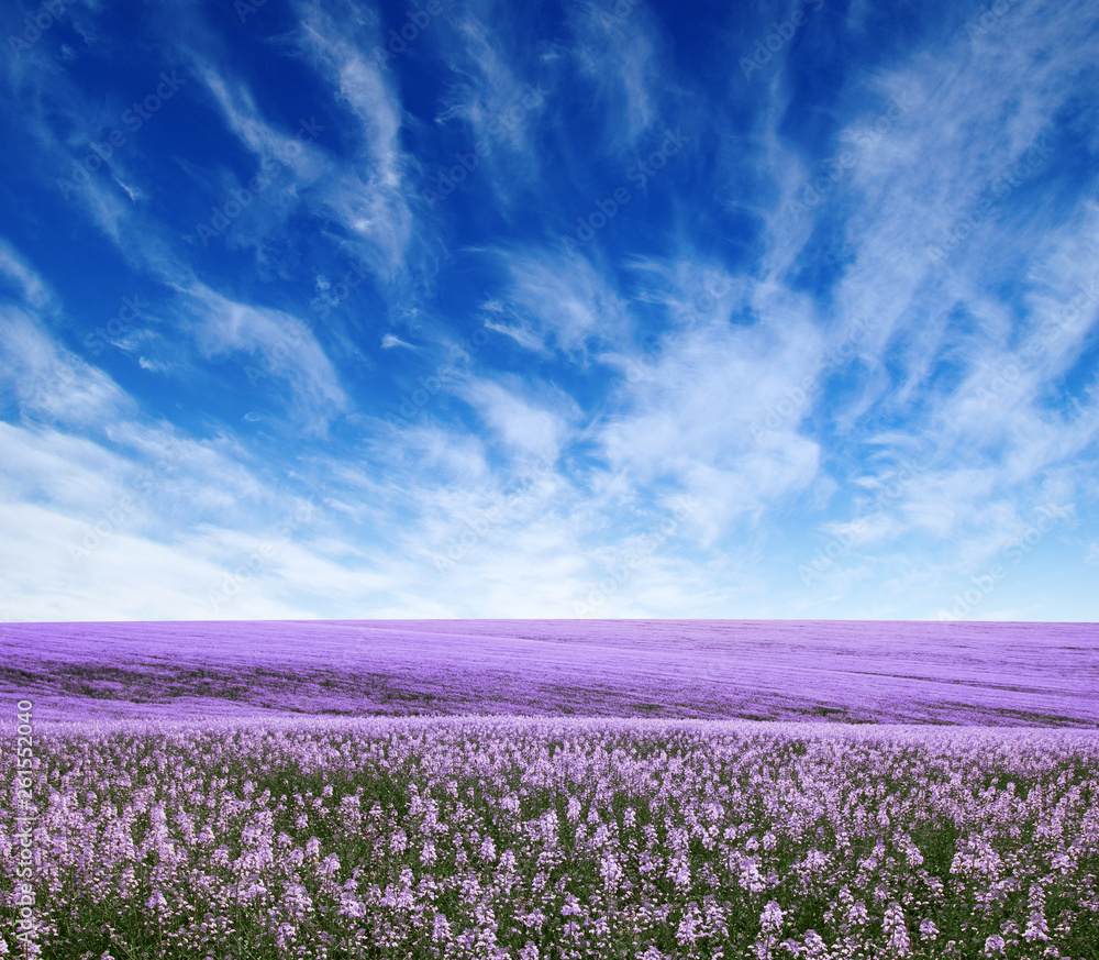 Spring flower field