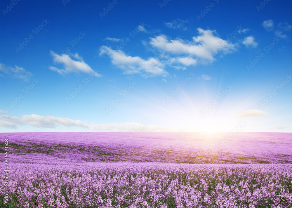 colorful flowers over blue sky