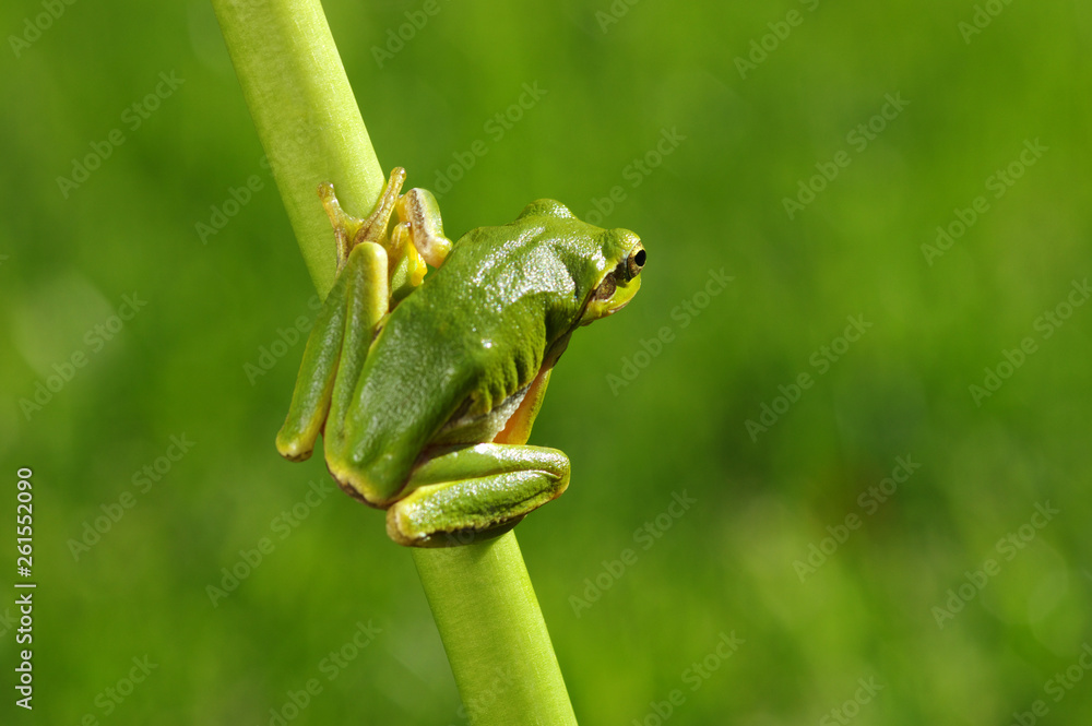 Frog on green background