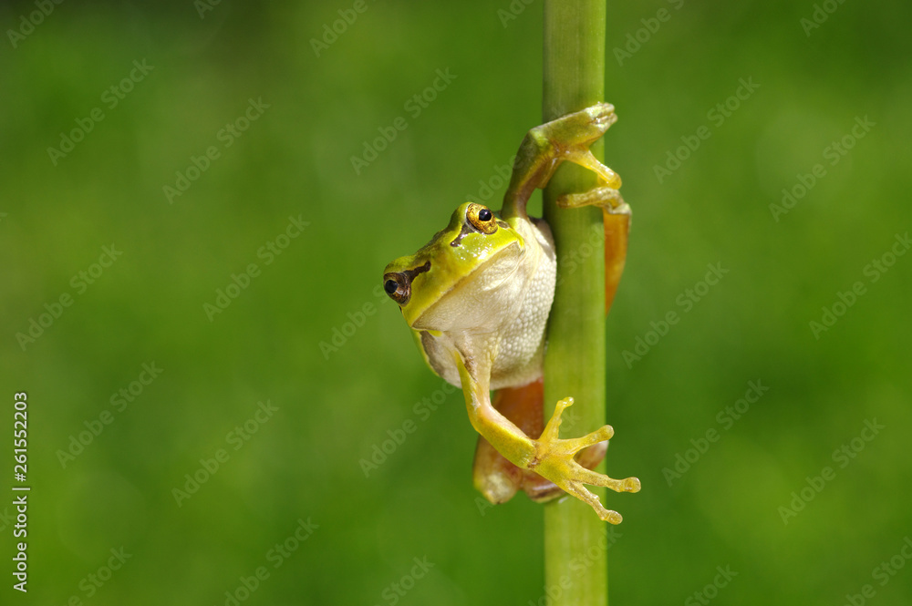 Frog on green background