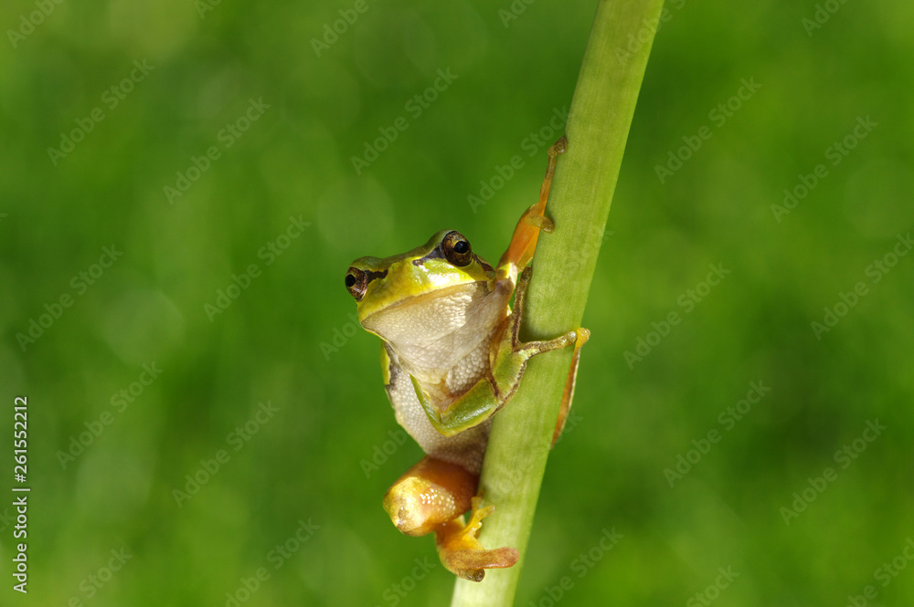 Frog on green background