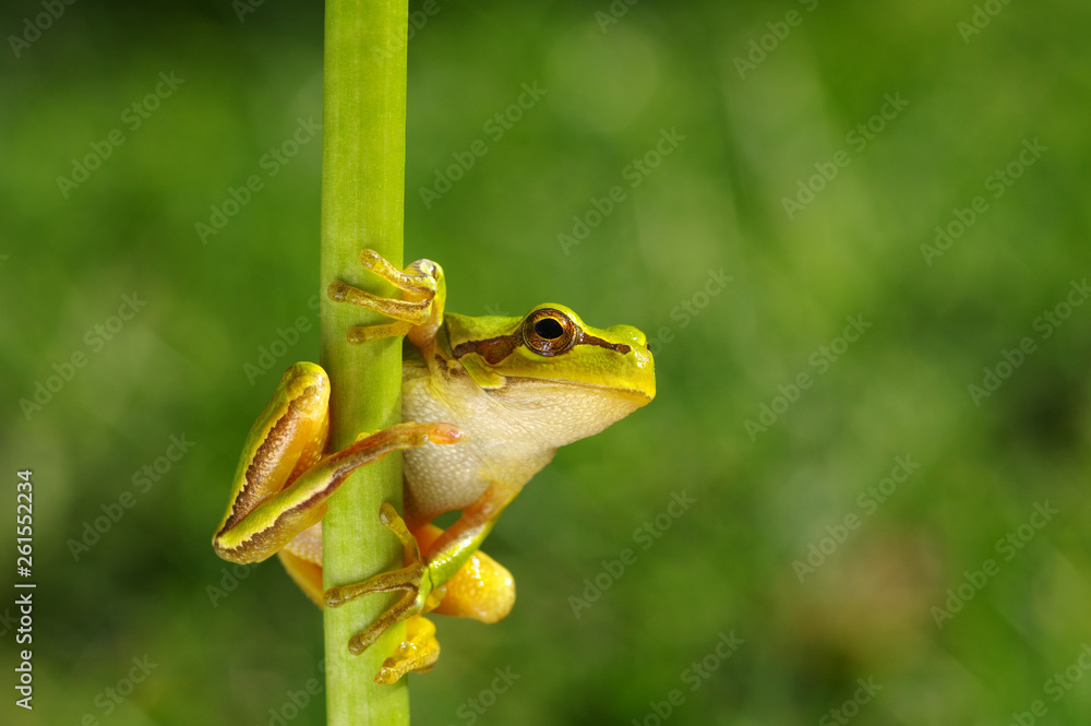 Frog on green background