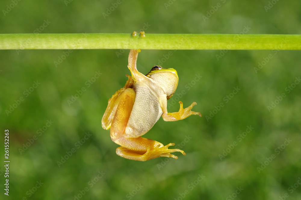 Frog on green background