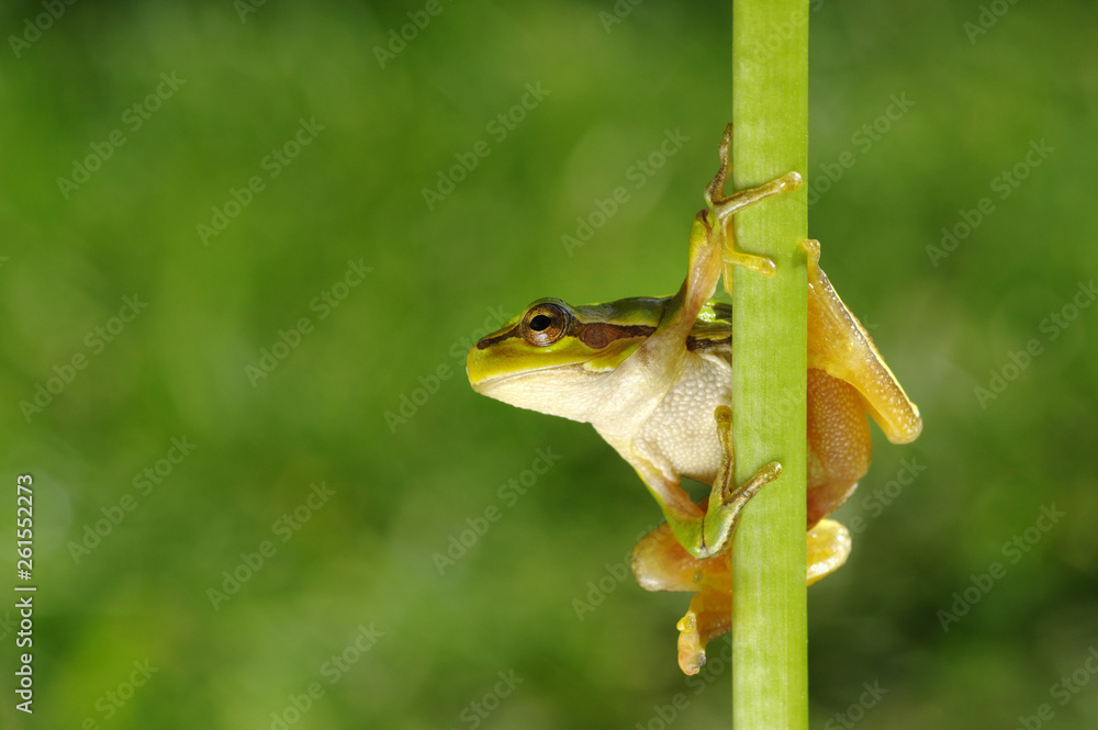 Green tree frog on grass