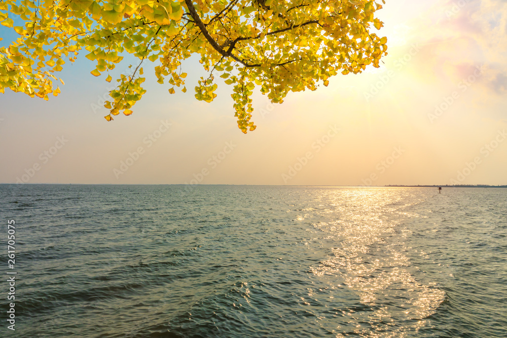 Yellow ginkgo and river landscape at sunset