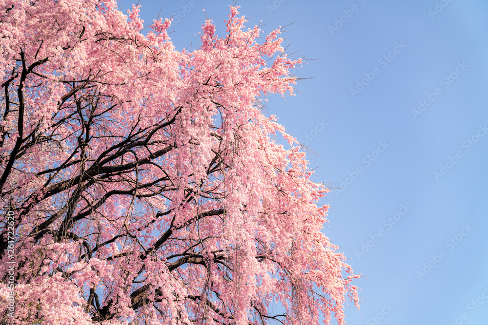 Closs up Sakura flower and blue sky background