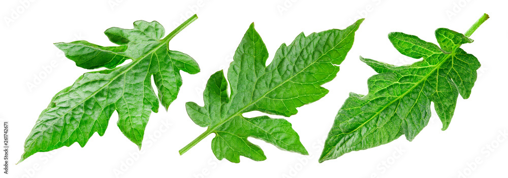 Tomato leaf isolated on white