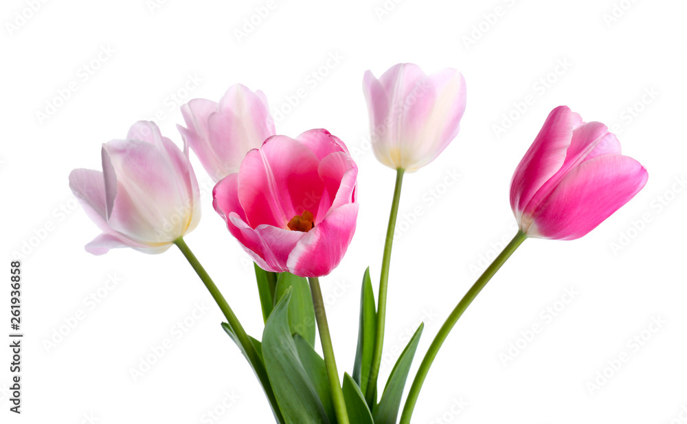 Beautiful tulip flowers on white background