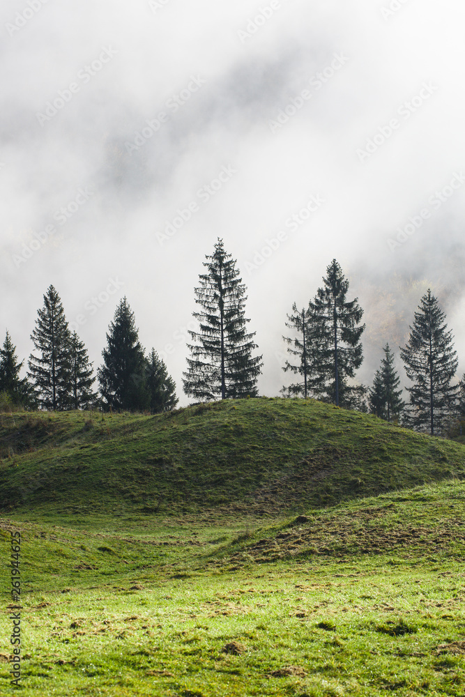 Mountain pasture with spruce trees in the distance.