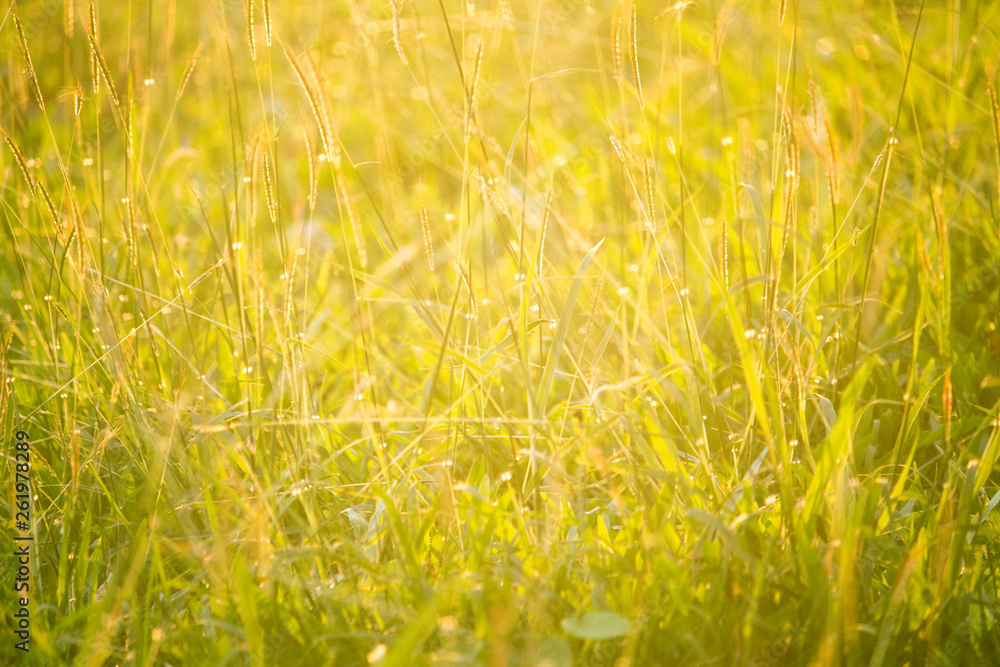 Green grass in eye level view for background or graphic design.