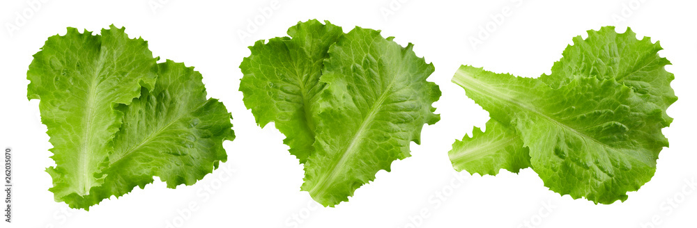 lettuce leaves Clipping Path