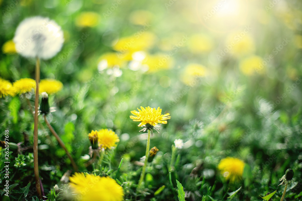 Close up of yellow dandelions field with sunlight