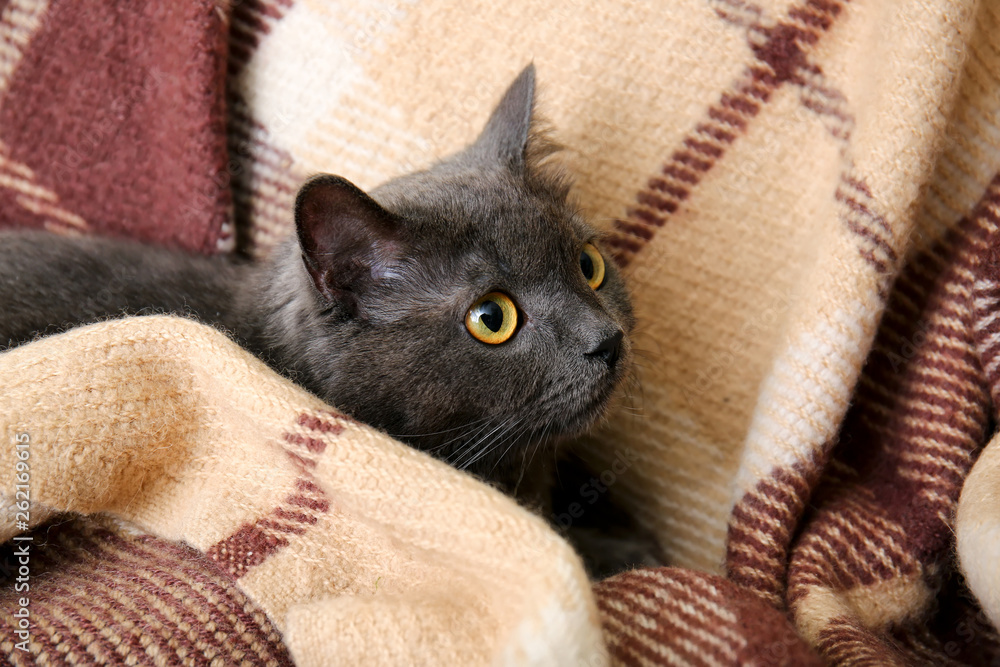 Cute funny cat with warm plaid at home