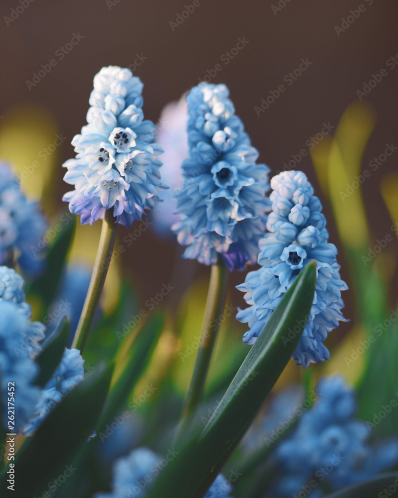 Blue Spring flowers in meadow. Soft focus, background blur. Bokeh and green sun shined background