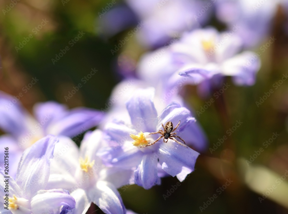 Macro of early Spring flower with tiny spider on top. Soft focus, bokeh and blur in background