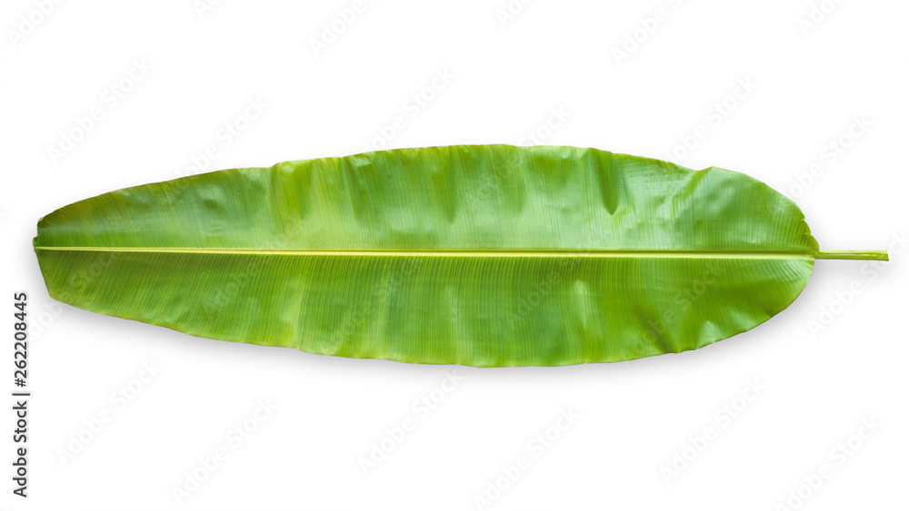 Banana leaf isolated on white background (clipping path) in for tropical natural plant tree leaves t