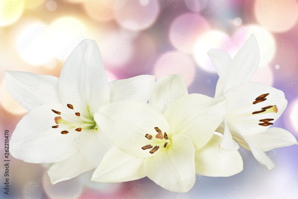 white lily flower