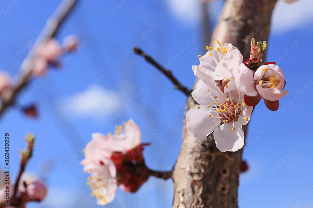 Beautiful blossoming tree branch outdoors