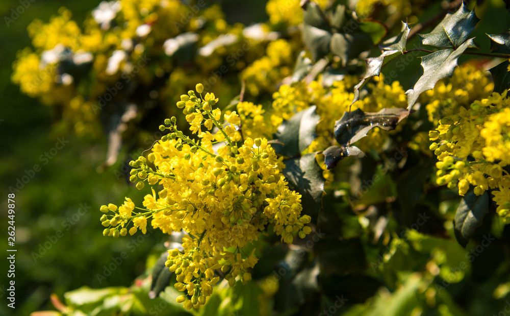 Mahonia aquifolium灌木在春天开花