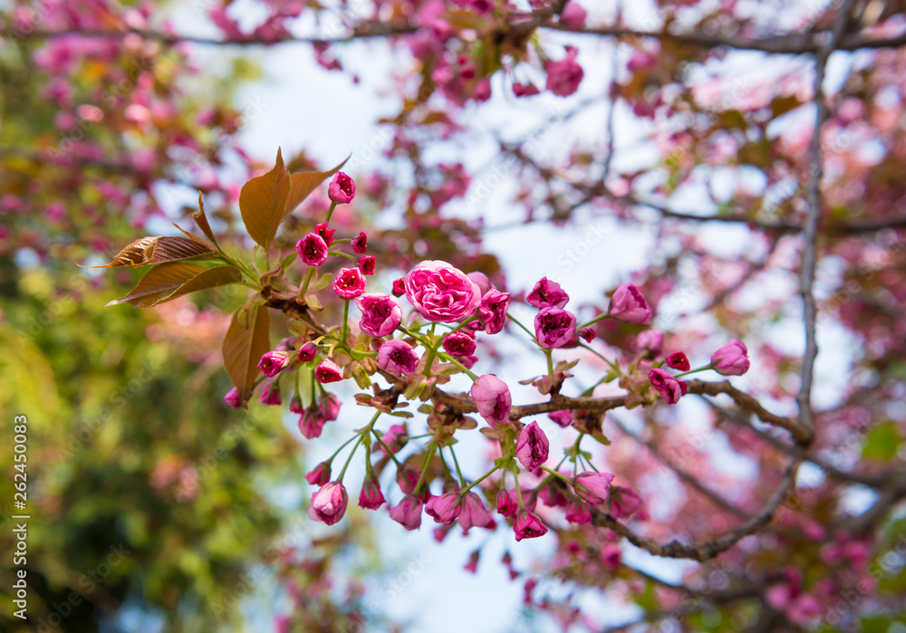 Pink Japanese cherry-tree blossom. Sakura.