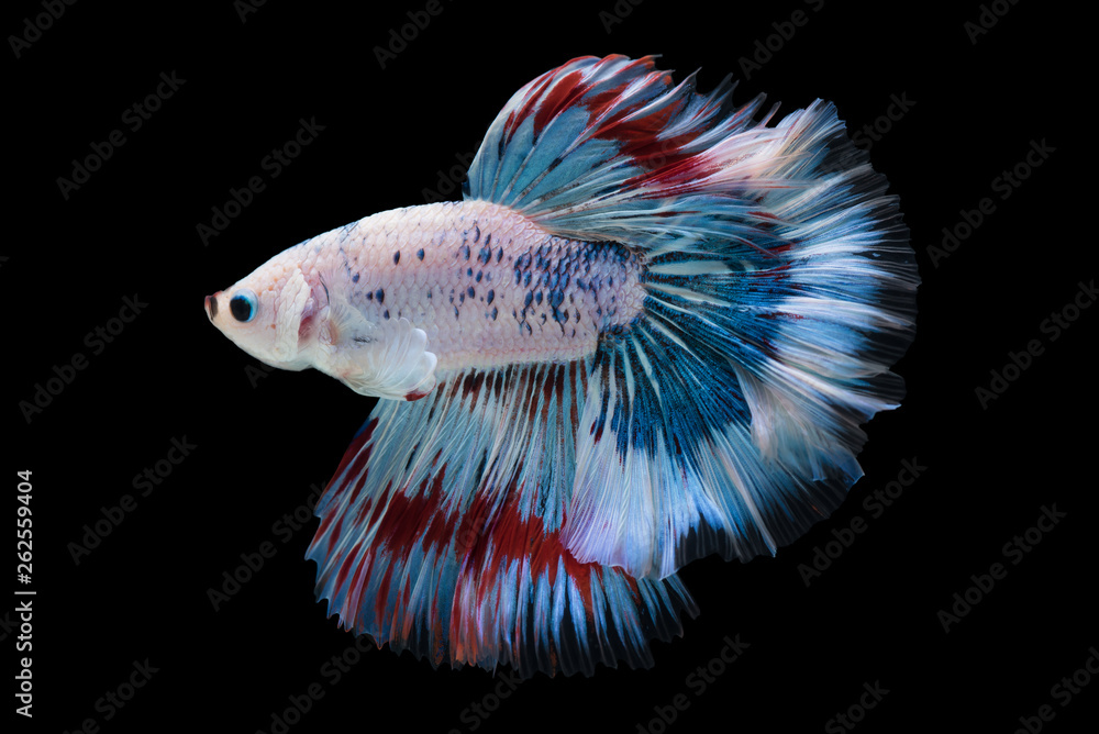 beautiful betta splendens isolated on black background (Fancy Halfmoon)