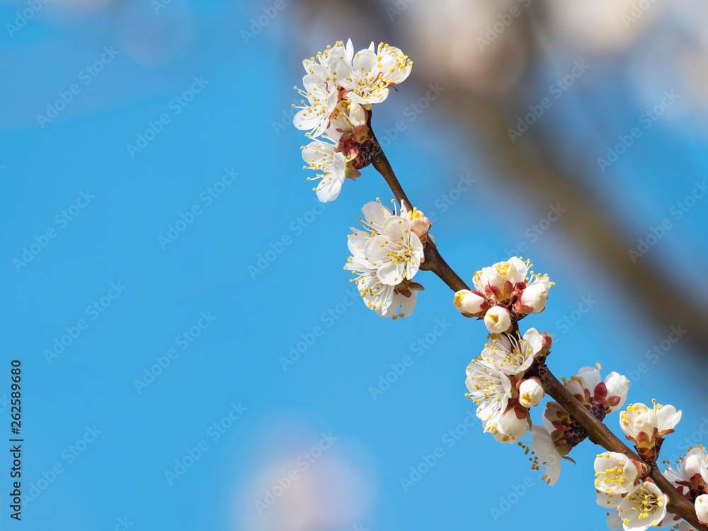 樱花的花枝特写。自然背景