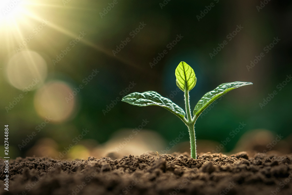 small plant growing in morning light at garden. concept earth day