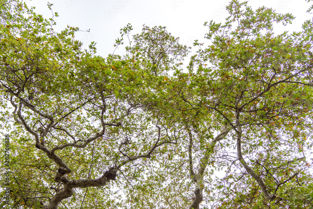 Bare old oak tree