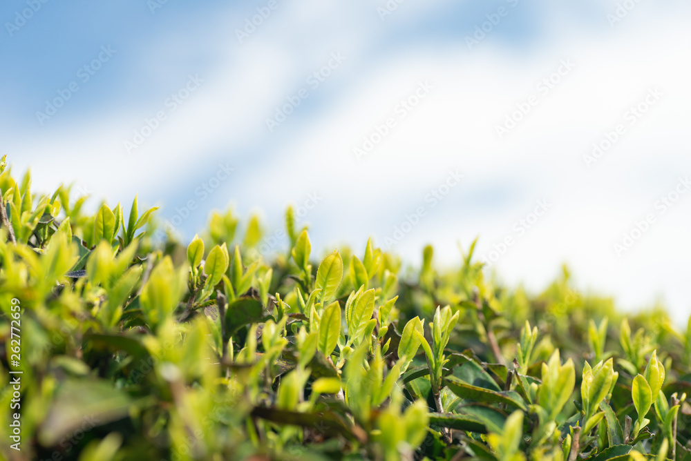 お茶の新芽