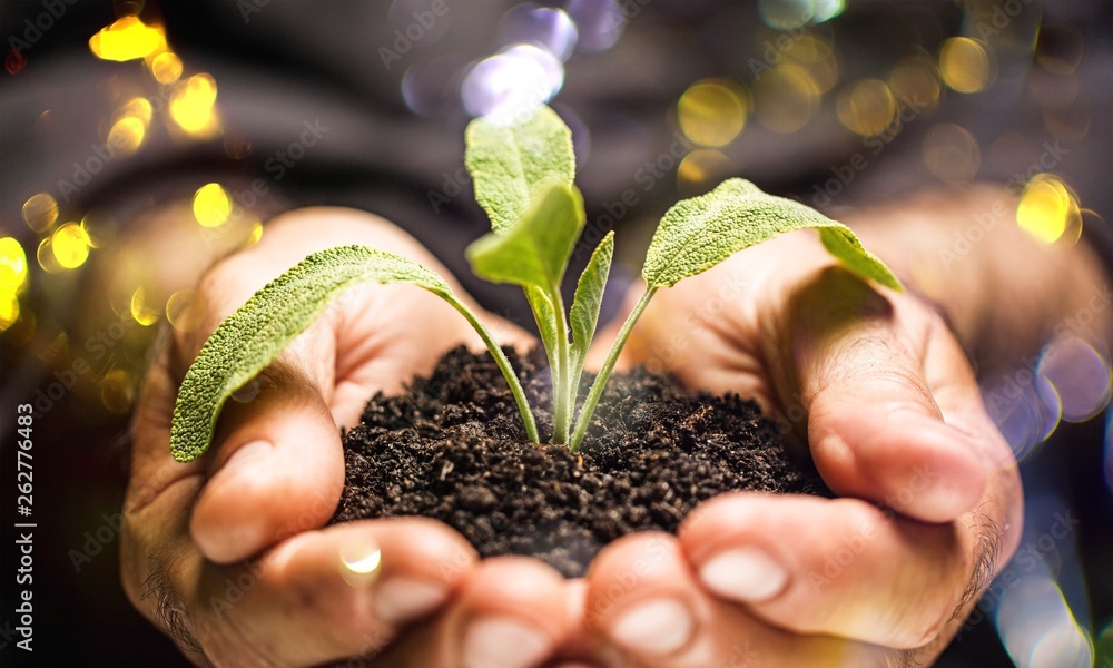 Man hands holding green plant