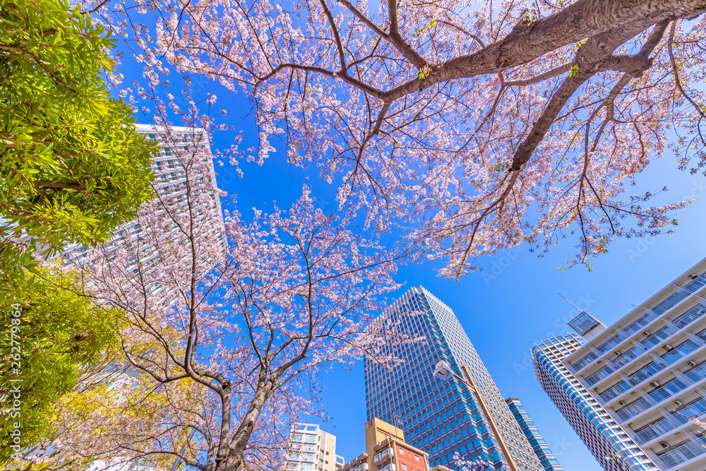 都会に咲く満開の桜