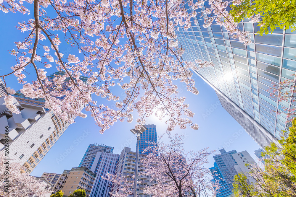 都会に咲く満開の桜